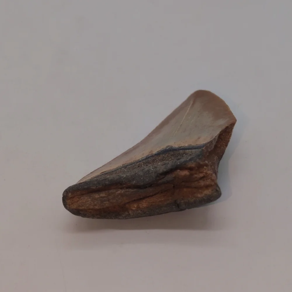 Real Otodus Megalodon Fossilized Shark Tooth 3 In Beautiful Colors